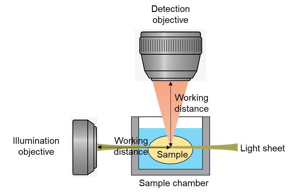 why-is-a-long-working-distance-objective-lens-essential-for-light-sheet ...